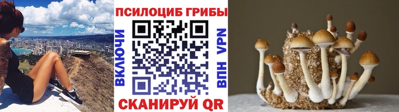 Купить закладки  Зверево  Галлюциногенные грибы Magic Shrooms 